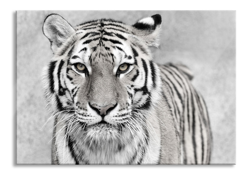 Pixxprint Anmutiger Tiger in, Glasbild