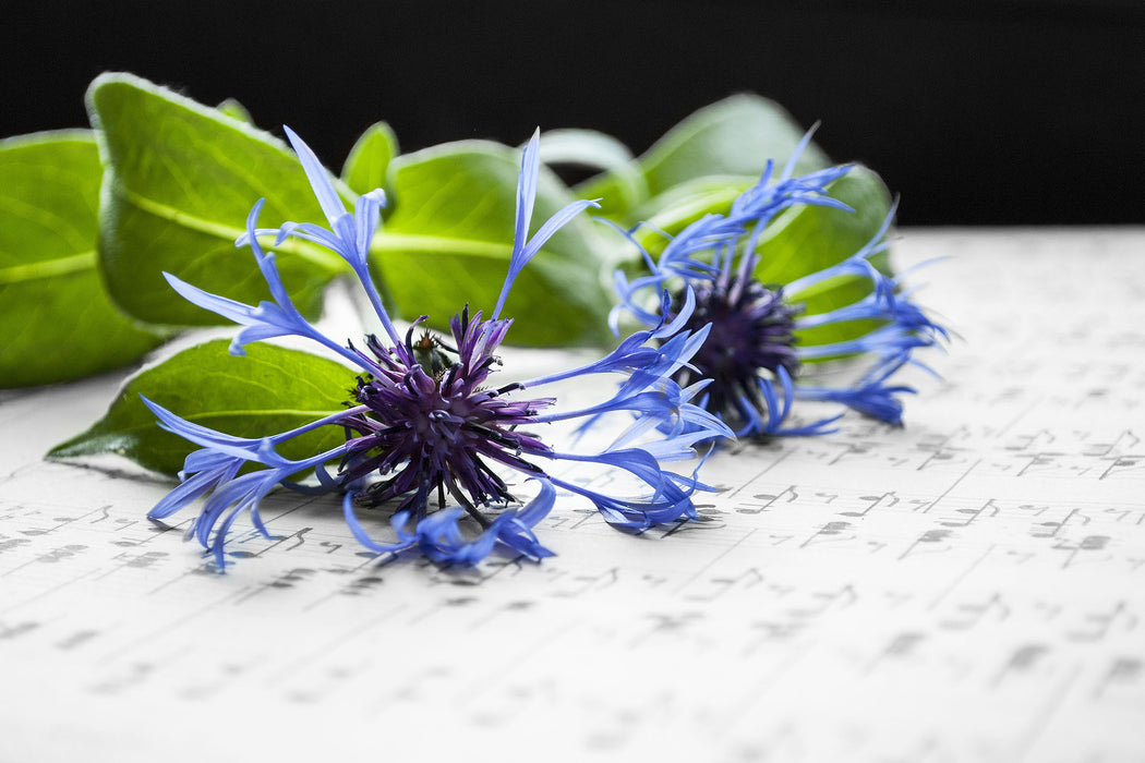 Notenblatt mit Kornblume, Glasbild