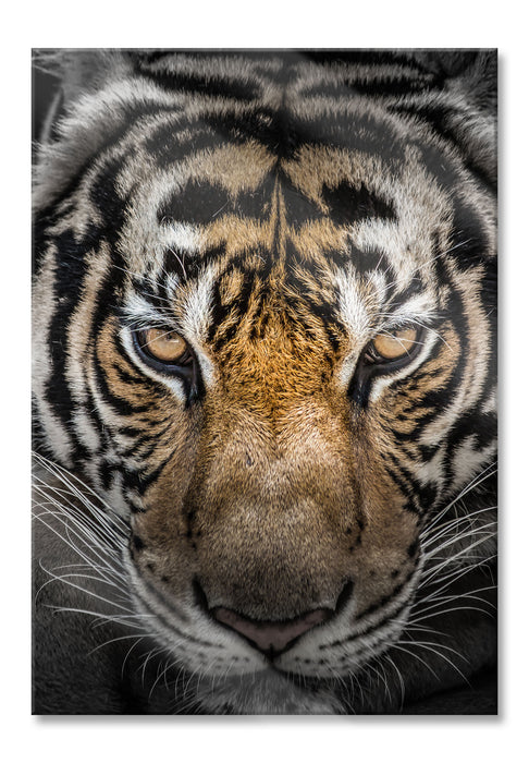 Tiger mit hellbraunen Augen, Glasbild