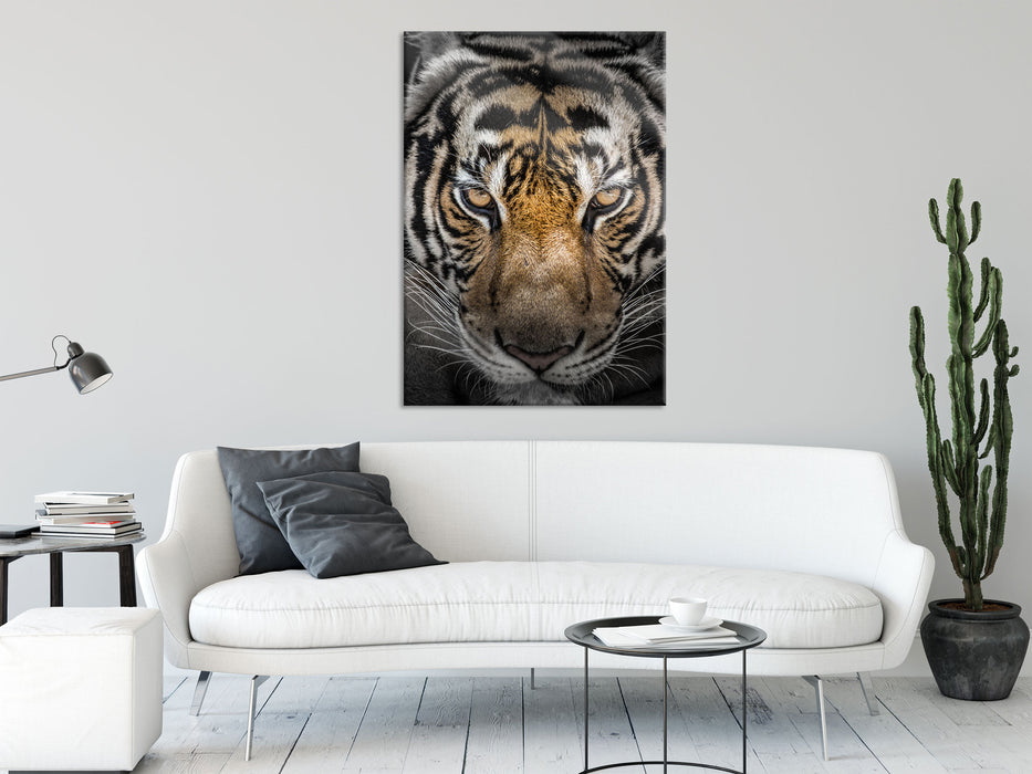 Tiger mit hellbraunen Augen, Glasbild