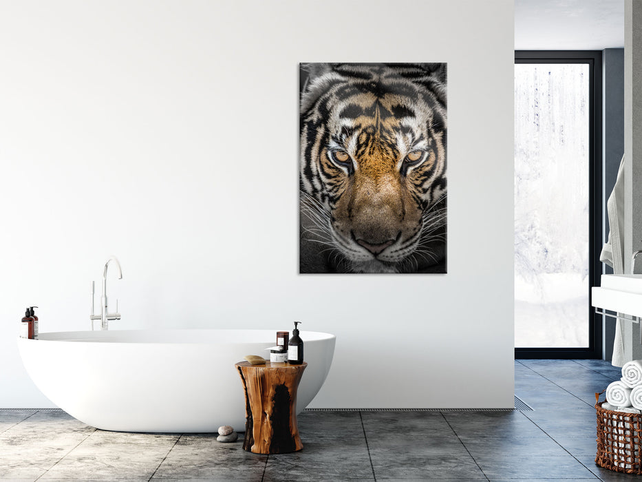 Tiger mit hellbraunen Augen, Glasbild