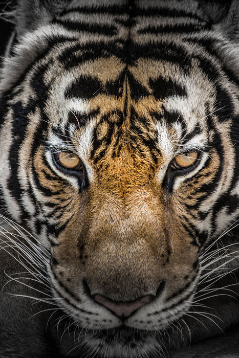 Tiger mit hellbraunen Augen, Glasbild