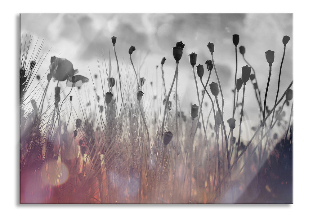 Pixxprint Mohn im Weizenfeld, Glasbild