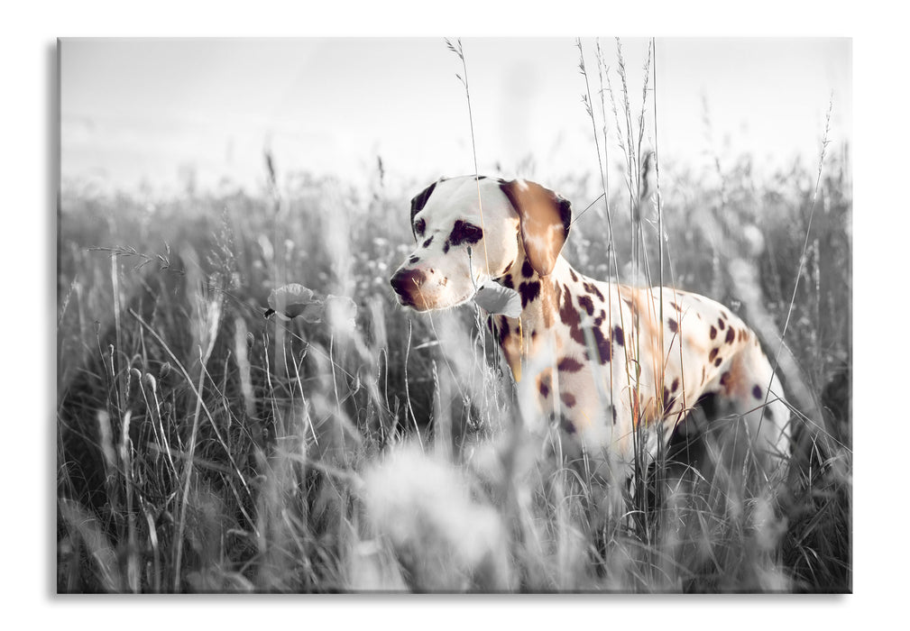 Pixxprint Neugieriger Hund im Feld, Glasbild