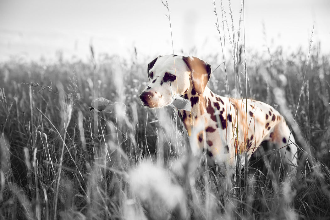 Neugieriger Hund im Feld, Glasbild