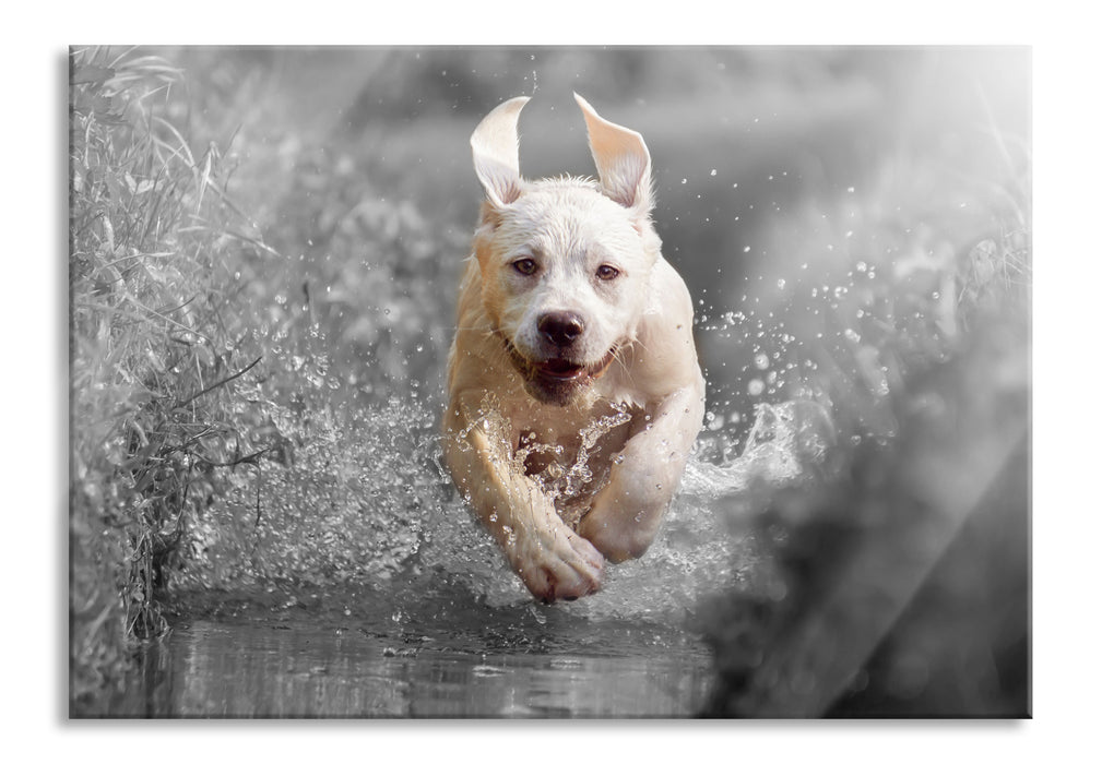 Pixxprint Labrador-Welpe Wasser, Glasbild