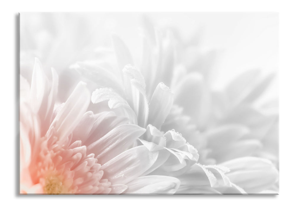 Gerbera-Blume, Glasbild