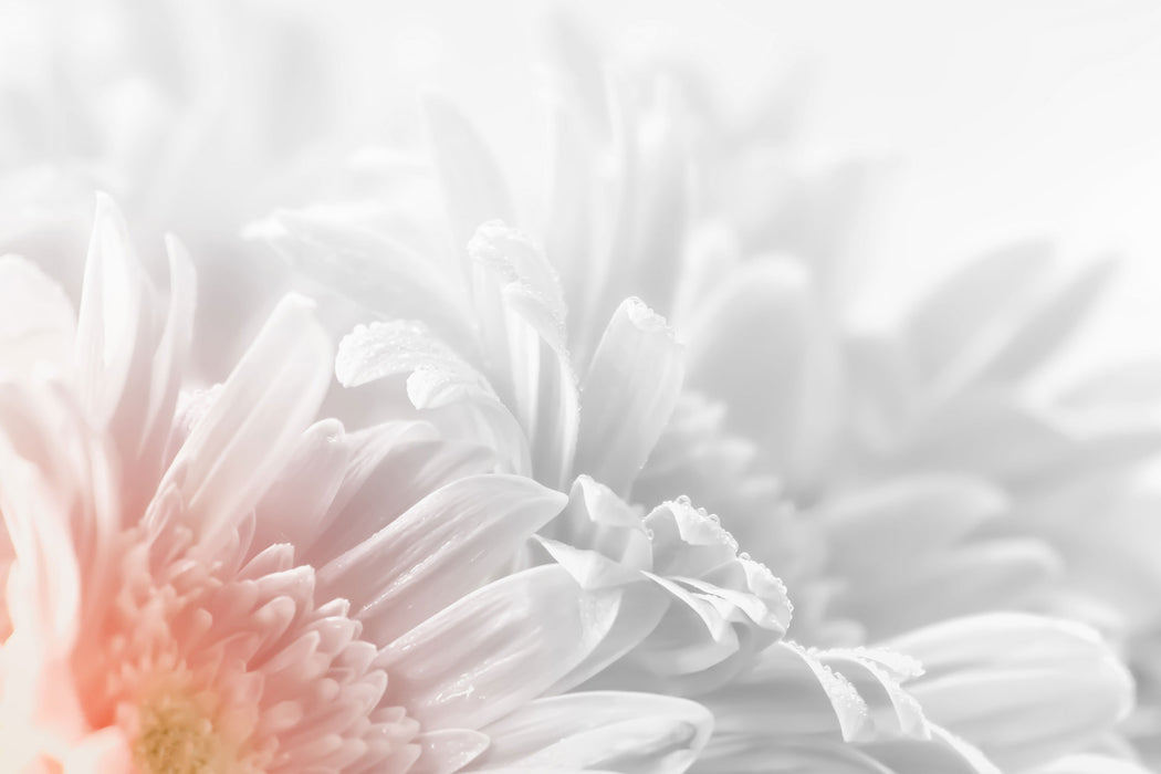 Gerbera-Blume, Glasbild