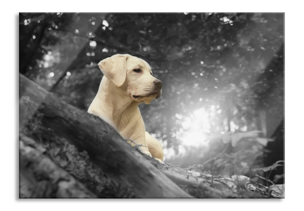 Labrador Welpe im Wald, Glasbild