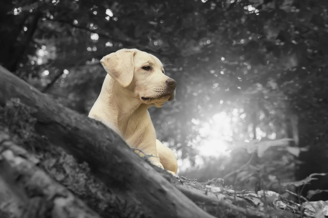 Labrador Welpe im Wald, Glasbild