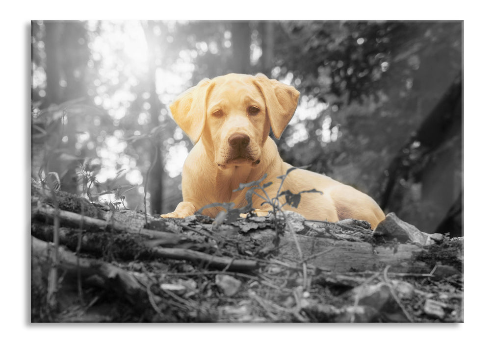 Hund im Wald bei Sonneuntergang, Glasbild