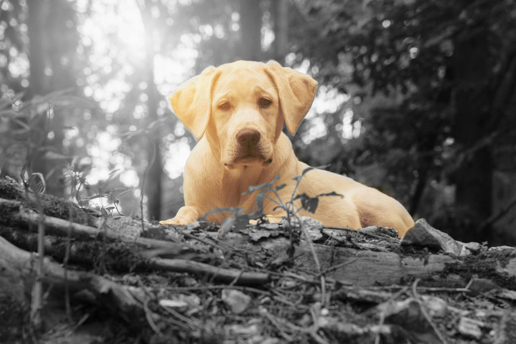 Hund im Wald bei Sonneuntergang, Glasbild