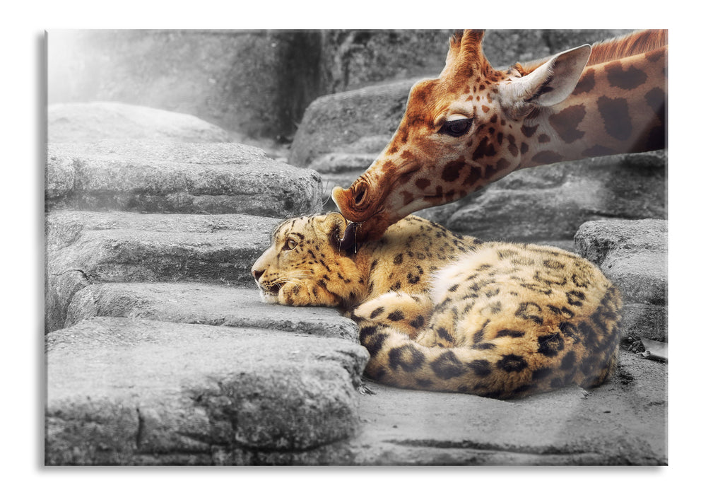 Leopard und Giraffe, Glasbild