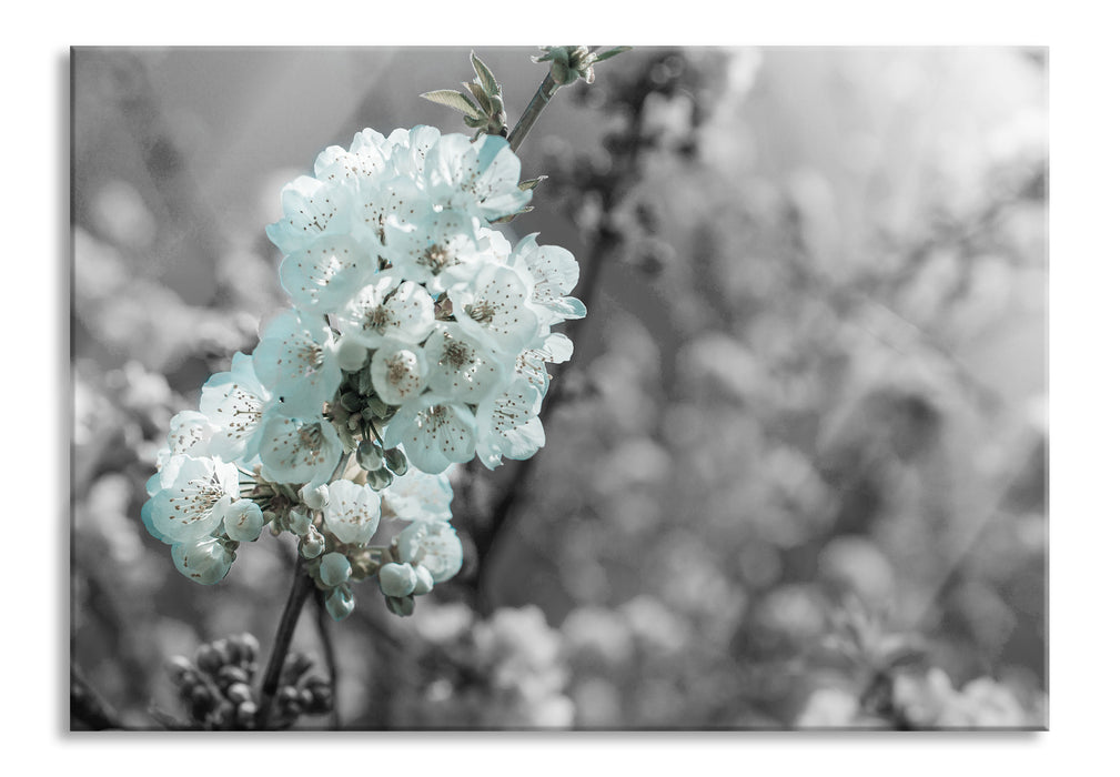 Kirschblüten, Glasbild