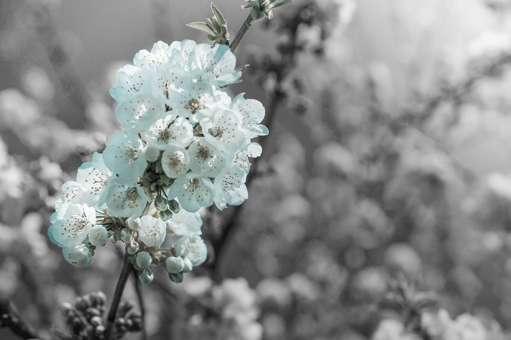 Kirschblüten, Glasbild