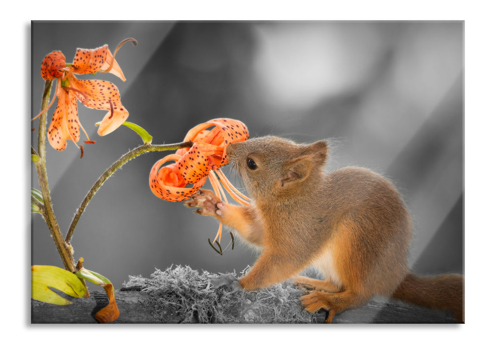 Eichhörnchen riecht an einer Blume, Glasbild