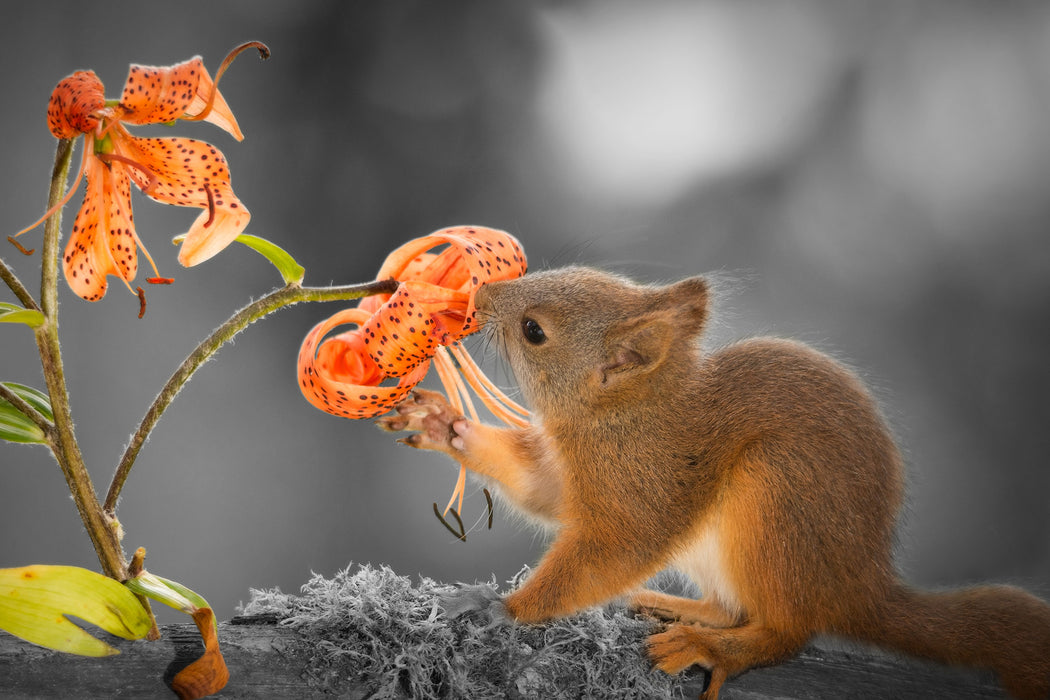 Eichhörnchen riecht an einer Blume, Glasbild