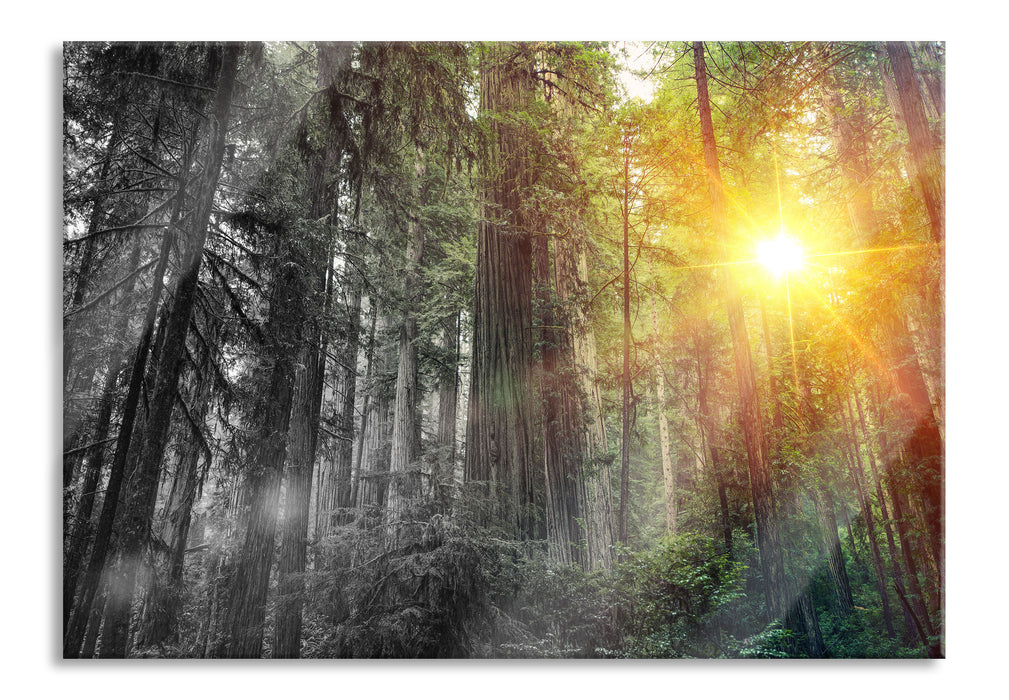 Pixxprint Wald bei Sonnenlicht, Glasbild