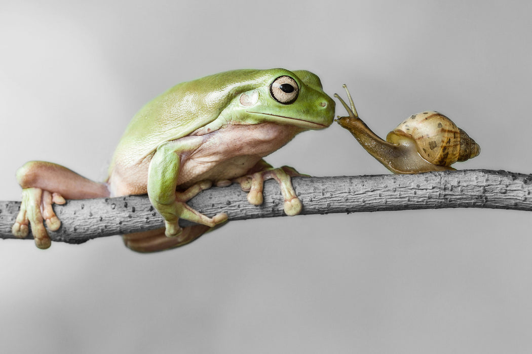 der Frosch und die Schnecke, Glasbild