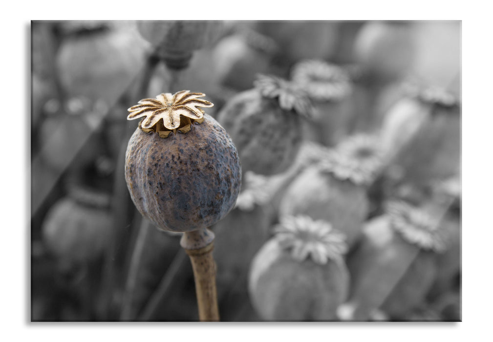 Mohnkapsel der Mohnblume, Glasbild