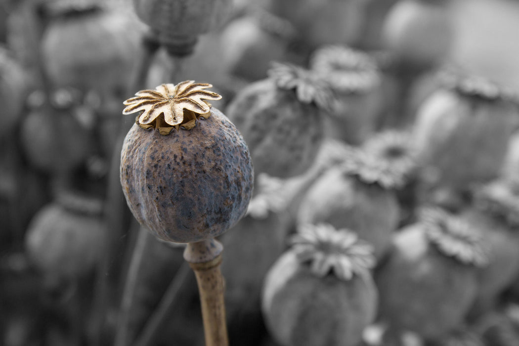 Mohnkapsel der Mohnblume, Glasbild