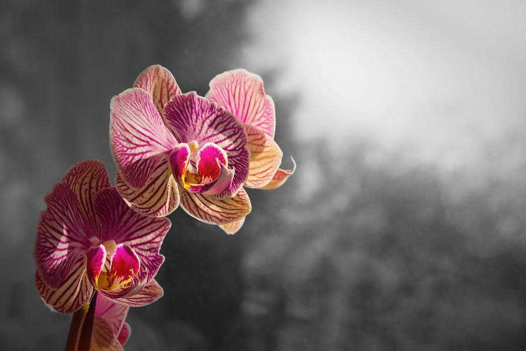 farbenOrchideen in der Nahaufnahme, Glasbild