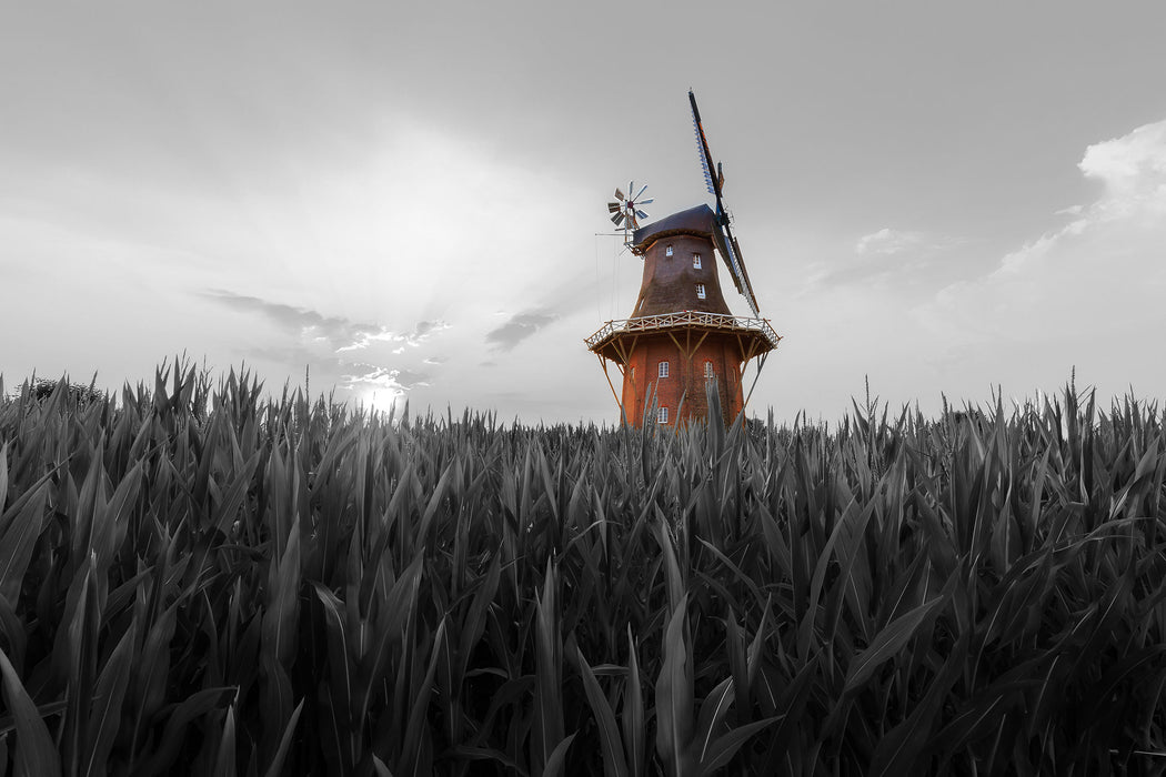 schöne Windmühle auf dem Feld, Glasbild