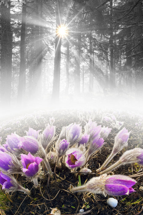 blühende Blumen im Wald, Glasbild