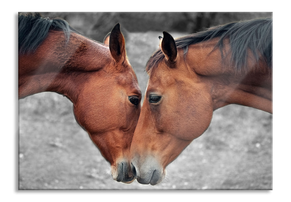 zwei schmusende Pferde, Glasbild