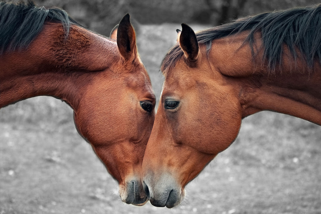zwei schmusende Pferde, Glasbild