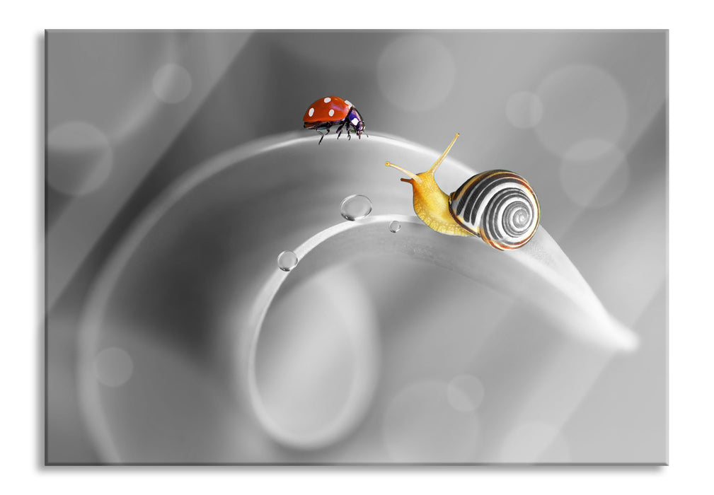 eine Schnecke und Marienkäfer, Glasbild