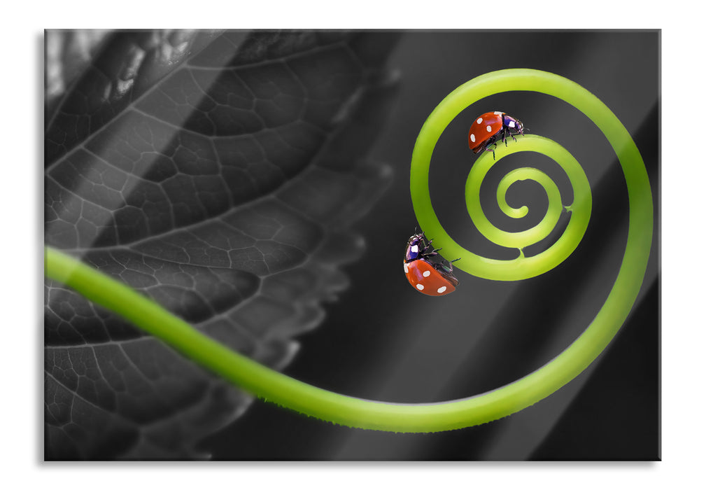 Pixxprint zwei Marienkäfer auf einem Stängel, Glasbild