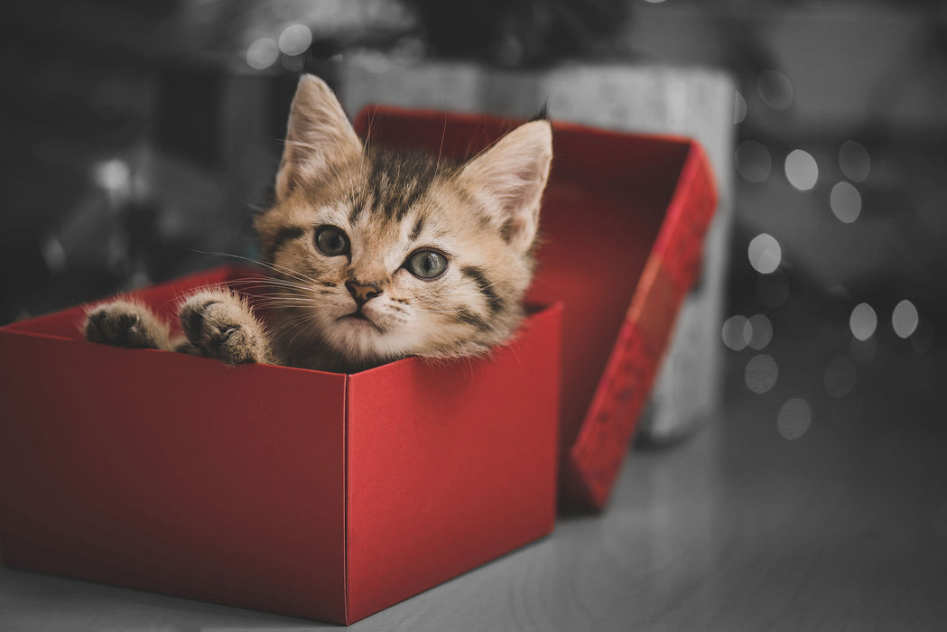 süsses Kätzchen in der Box, Glasbild