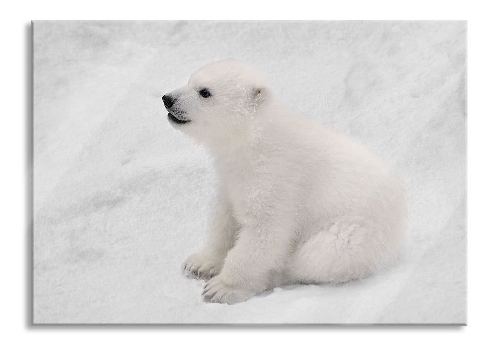 niedliches Eisbär Baby, Glasbild