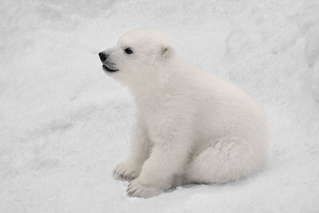 niedliches Eisbär Baby, Glasbild