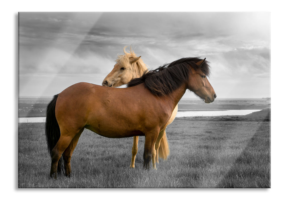 Pixxprint zwei Pferde auf der Wiese, Glasbild