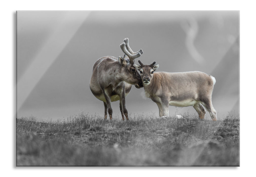 Pixxprint Rentiere die miteinander schmusen, Glasbild