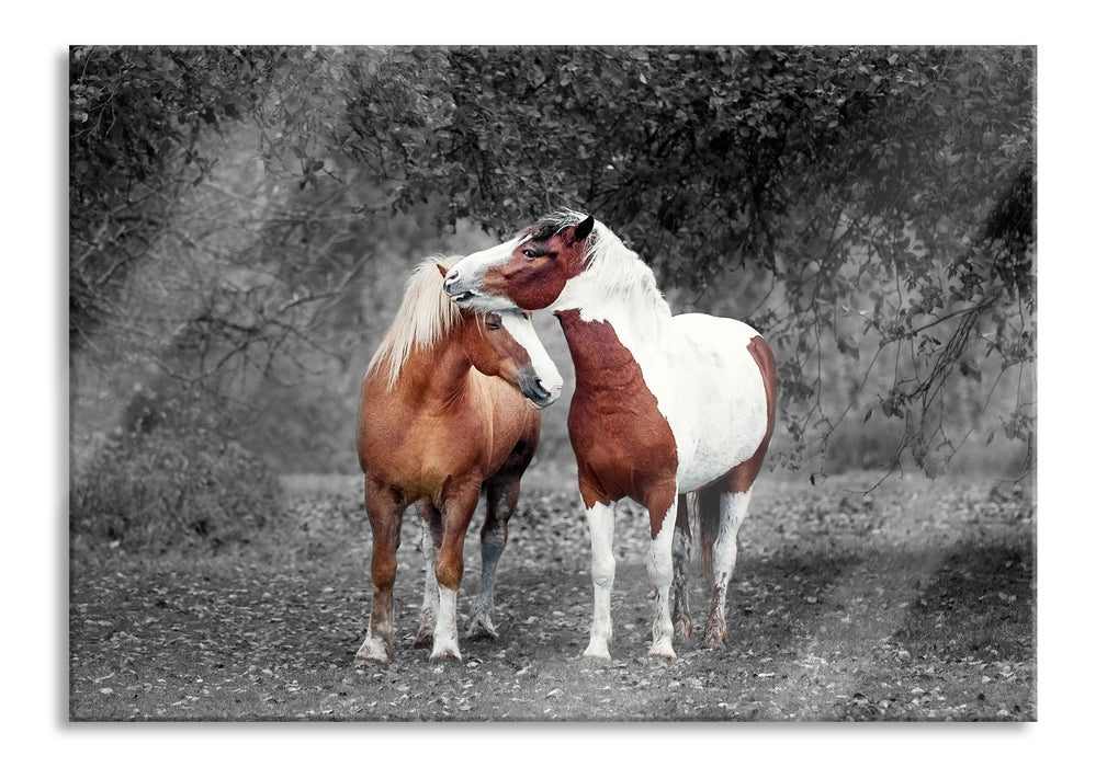 Pixxprint zwei schmusende Pferde, Glasbild