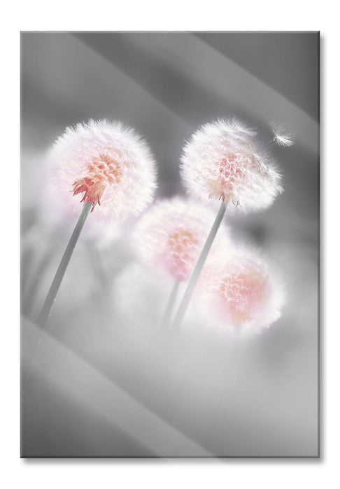 Pusteblumen im morgendlichen Wind, Glasbild