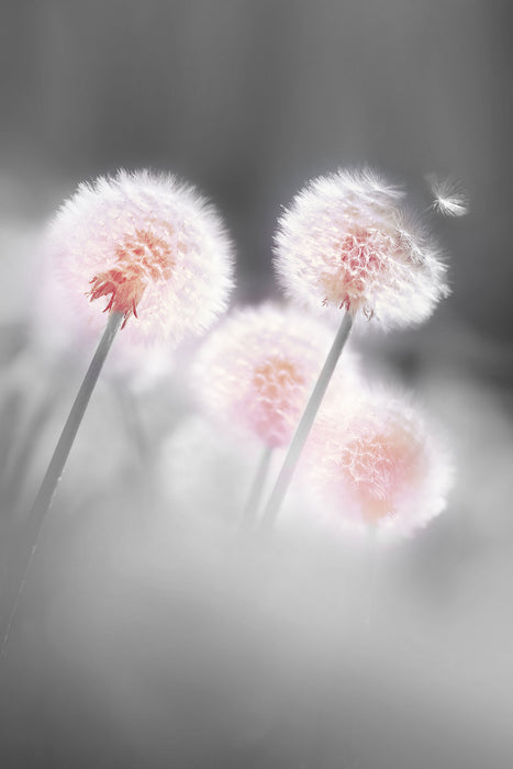 Pusteblumen im morgendlichen Wind, Glasbild