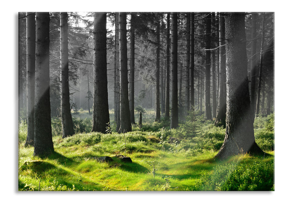 Pixxprint sonniger Tag im Wald, Glasbild