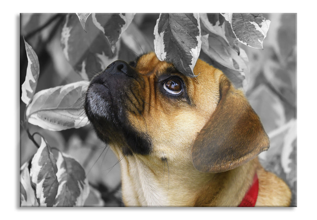 Pixxprint zwischen Blättern Mops, Glasbild