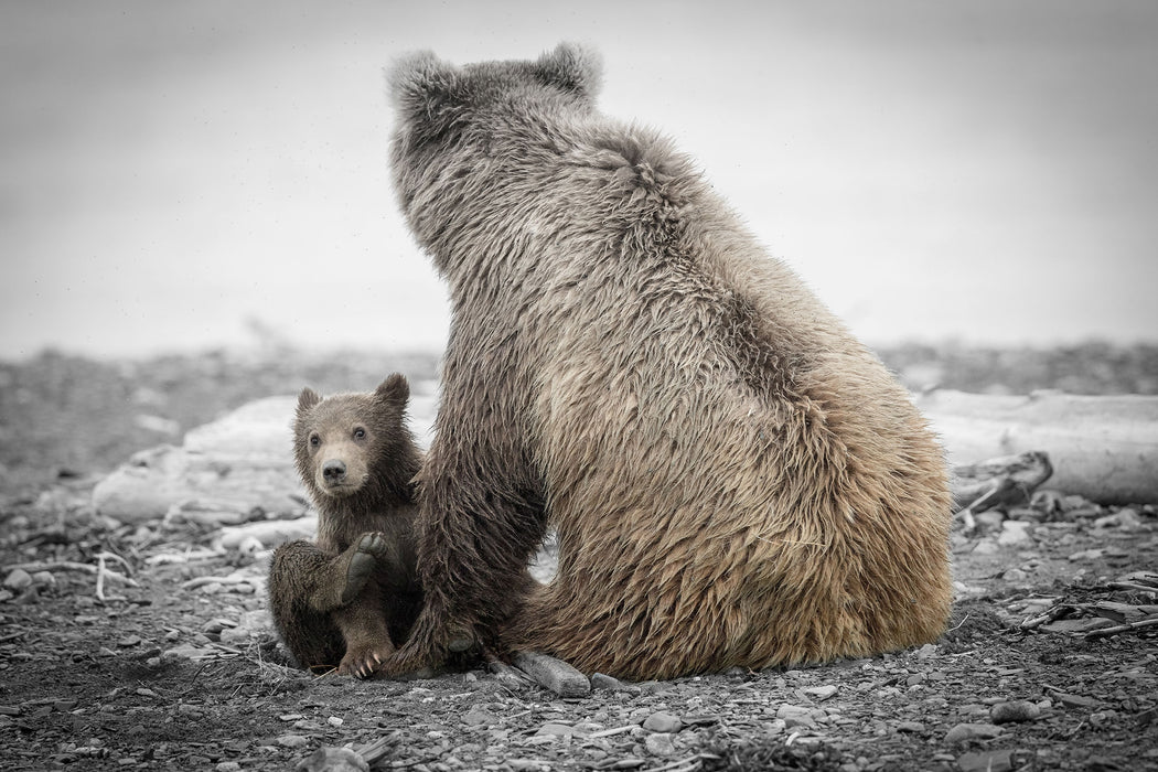 Bär mit Baby nach dem Baden, Glasbild