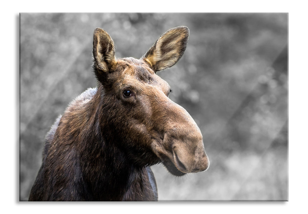 Elch im Wald, Glasbild