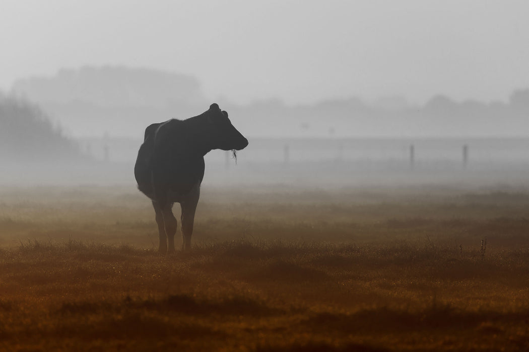 eine fressende Kuh auf der Weide, Glasbild