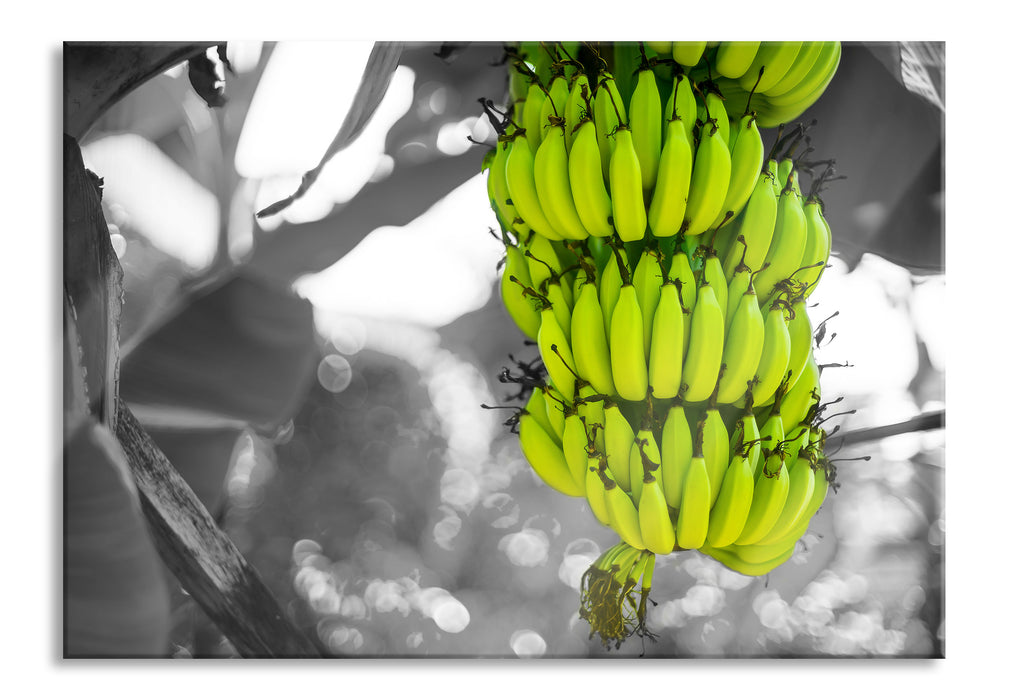 Pixxprint reifende Bananen am Baum, Glasbild