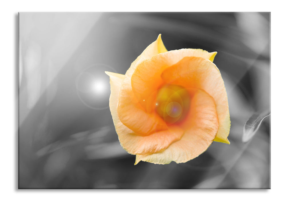 Pixxprint orange Blume im Sonnenlicht, Glasbild