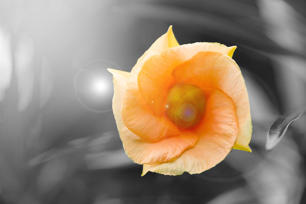 orange Blume im Sonnenlicht, Glasbild