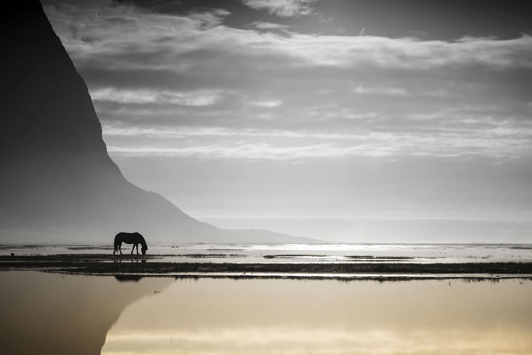 Pferd am Ufer einer Insel, Glasbild