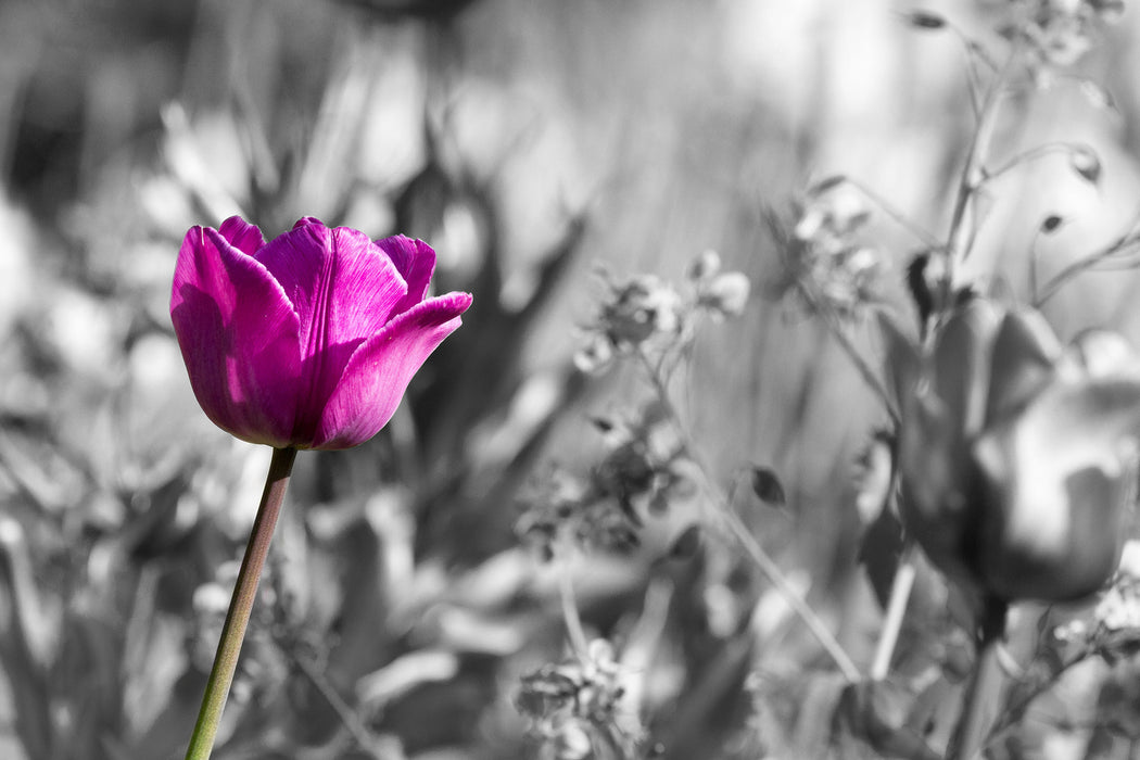 Blumen im Sonnenschein, Glasbild